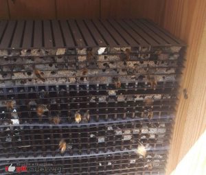 Pszczoły murarki ogrodowe uwijające się przy hotelu dla owadów, który stoi w ogródku Biblioteki Wojewódzkiej przy ul. Rajskiej w Krakowie. Zdjęcie zrobione z bardzo bliska – pszczoły nie atakują w obronie swoich gniazd. fot. Justyna Kierat