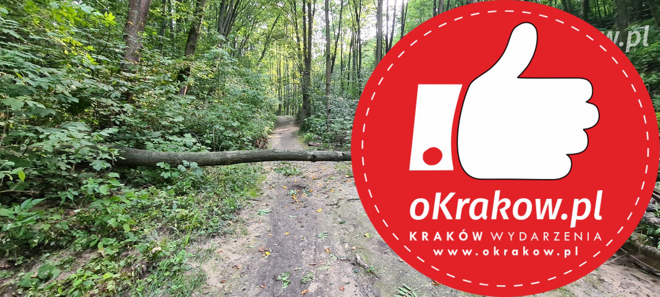 usuwanie zlomow i wywrotow w lesie witkowickim oraz tablica informacyjna - Czy Miasto zainterweniuje w sprawie podtopień na Prądniku?