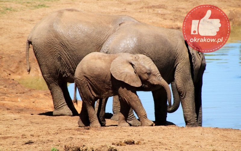 elephant 244185 960 720 800x500 - Handel zagrożonymi gatunkami zwierząt