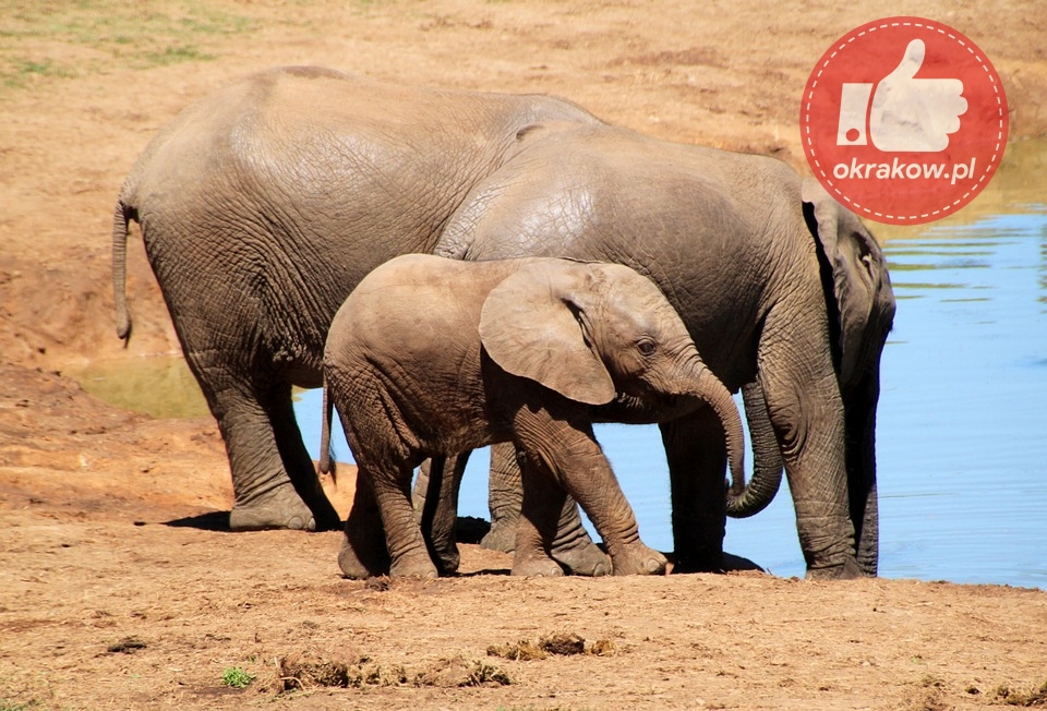 elephant 244185 960 720 - Handel zagrożonymi gatunkami zwierząt