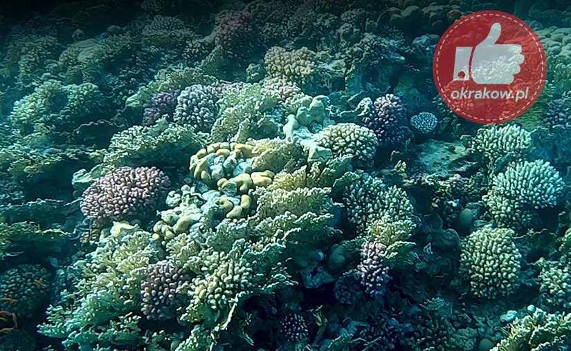 rafy - Oceans, Corals and Reefs - Past, Present and Future?