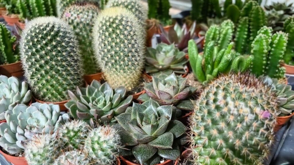 Kaktusy na Festiwalu Roślin w Krakowie