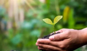 Eko-era festyn ekologiczny