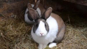 Żywa Szopka na Bociana 8 w Krakowie to między innymi zwierzęta - na zdjęciu króliki